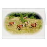 Draught   horses in field