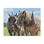 Draught   horses in harness postcard