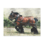 Draught   horses in harness postcard