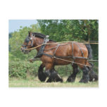 Draught   horses in harness postcard