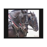 Draught   Horses Postcard #1