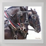Draught   Horses Poster #2