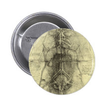 Drawing of a Woman's Torso by Leonardo da Vinci Pinback Button