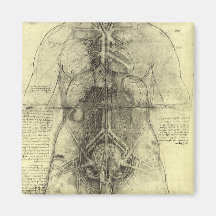 Drawing of a Woman's Torso by Leonardo da Vinci Fridge Magnet
