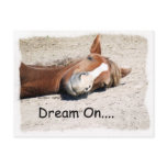 Dream On Horse Postcards