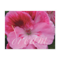 Dream Pink Geranium Flower postcard