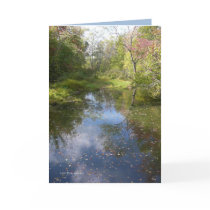 Dream Pond