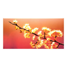 Dreamer, Spring Flowers are blooming Photo Cards
