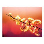 Dreamer, Spring Flowers are blooming Post Card