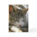Dreaming....Kitten Love/Valentine Greeting Card