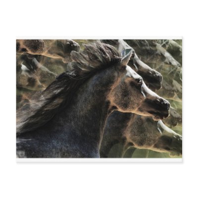Dreaming of horses Postcard