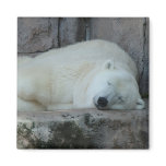 Dreaming of Icebergs Refrigerator Magnets