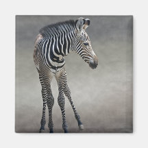 Dreams in Black and White Magnet