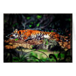 Dreams of Tigers Greeting Cards