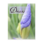 Dreams- Purple Iris Post Card postcards