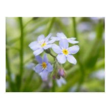 Dreamy Blue Forget Me Nots Postcards