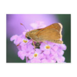 Dreamy Moth Postcard