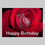 drenched beauty - red rose birthday card cards