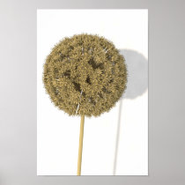 Dried Allium Print