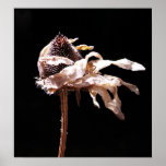 Dried Autumn Flower Poster