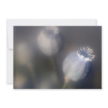 Dried Poppy Seed Heads Invitation