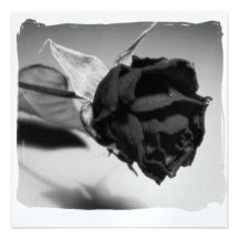 Dried Rose Photograph - Black & White Personalized Invitations