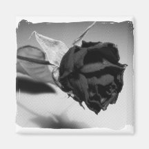 Dried Rose Photograph - Black & White Magnets