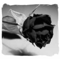 Dried Rose Photograph - Black & White