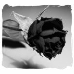 Dried Rose Photograph - Black & White photo sculptures