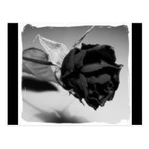 Dried Rose Photograph - Black & White Postcards