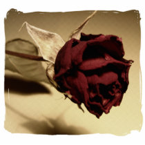 Dried Rose Photograph - Colour