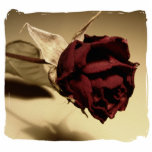 Dried Rose Photograph - Colour photo sculptures