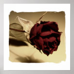 Dried Rose Photograph - Colour posters