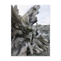 Drift Wood 2 Postcard