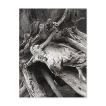 drift Wood 3 Postcard