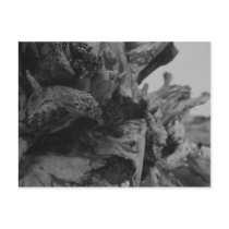 Drift Wood 4 Post Card