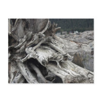 Drift wood post cards