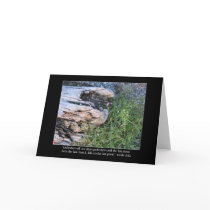 Driftwood and Zola Quote