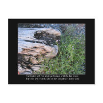 Driftwood and Zola Quote