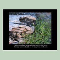 Driftwood and Zola Quote postcards