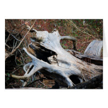 Driftwood Card