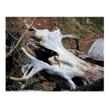 Driftwood Post Cards
