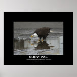 Drinking Bald Eagle Poster posters