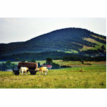 Drinking Cows On Pasture With A Hill In The Backgr photo sculptures