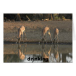 drinking, drinking cards