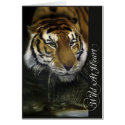 Drinking Tiger cards