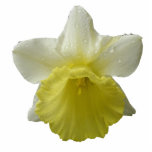 Dripping Daffodil Photo Sculpture photo sculptures