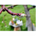 Dripping Drops Water Branches Buds Rain photo sculptures