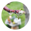 Dripping Drops Water Branches Buds Rain stickers