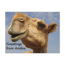 Dromedary camel postcards